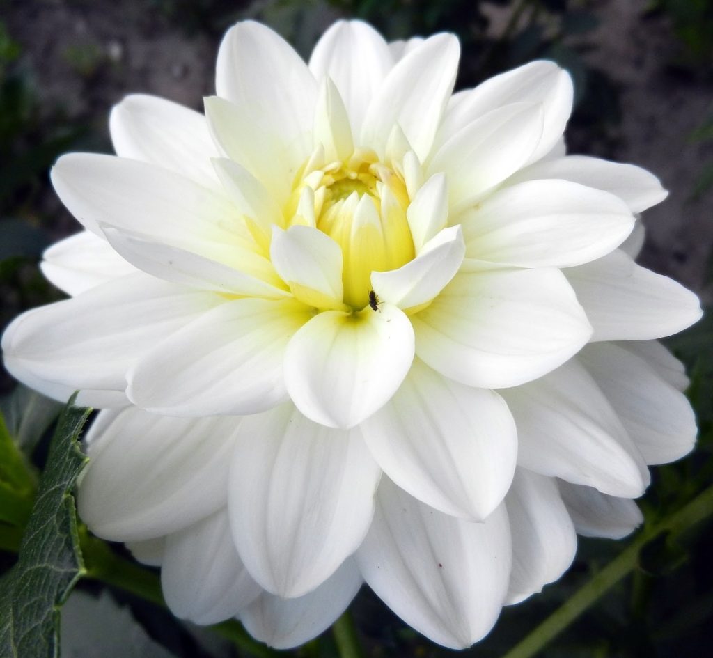 Белые цветы (73 фото)